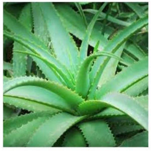 Aloe Ferox Gel 100 mls