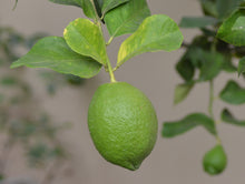 Load image into Gallery viewer, Dried Herbs- Lemon peel powder 20 grm
