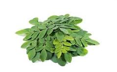 Dried Herbs- Moringa Leaves 20 grm