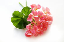 Load image into Gallery viewer, Fragrance Rose Geranium 10 mls
